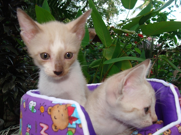 ลูกแมววิเชียรมาศผสมเบงกอล ถูกๆ น่ารัก มีรูปคะ รูปที่ 3