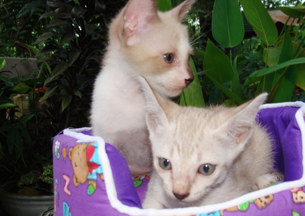 ลูกแมววิเชียรมาศผสมเบงกอล ถูกๆ น่ารัก มีรูปคะ รูปที่ 4
