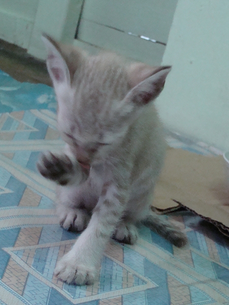 ลูกแมววิเชียรมาศผสมเบงกอล ถูกๆ น่ารัก มีรูปคะ รูปที่ 6