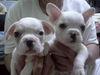 รูปย่อ ขายลูกfrench bulldog เพศผู้ สีครีม รูปที่5