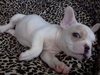 รูปย่อ ขายลูกfrench bulldog เพศผู้ สีครีม รูปที่2