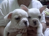 รูปย่อ ขายลูกfrench bulldog เพศผู้ สีครีม รูปที่6