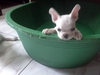 รูปย่อ ขายลูกfrench bulldog เพศผู้ สีครีม รูปที่7