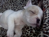 รูปย่อ ขายลูกfrench bulldog เพศผู้ สีขาว รูปที่7