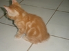 รูปย่อ ขายลูกแมวอเมริกันชอร์ตแฮร์สีส้ม  เพศผู้ รูปที่3