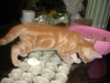 รูปย่อ ขายลูกแมวอเมริกันชอร์ตแฮร์สีส้ม  เพศผู้ รูปที่4