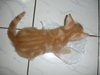 รูปย่อ ขายลูกแมวอเมริกันชอร์ตแฮร์สีส้ม  เพศผู้ รูปที่6