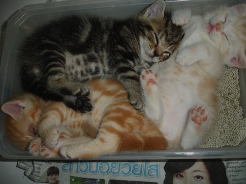 ขายแมวอเมริกันชอร์ตแฮร์สีส้ม   รูปที่ 6