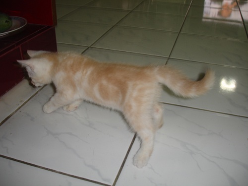 ขายแมวอเมริกันชอร์ตแฮร์สีส้ม   รูปที่ 5