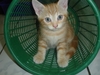 รูปย่อ ขายลูกแมวอเมริกันชอร์ตแฮร์สีส้ม  เพศผู้ รูปที่2