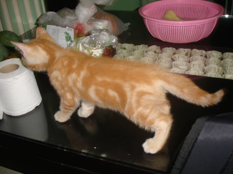 ขายลูกแมวอเมริกันชอร์ตแฮร์สีส้ม  เพศผู้ รูปที่ 1