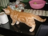 รูปย่อ ขายลูกแมวอเมริกันชอร์ตแฮร์สีส้ม  เพศผู้ รูปที่1