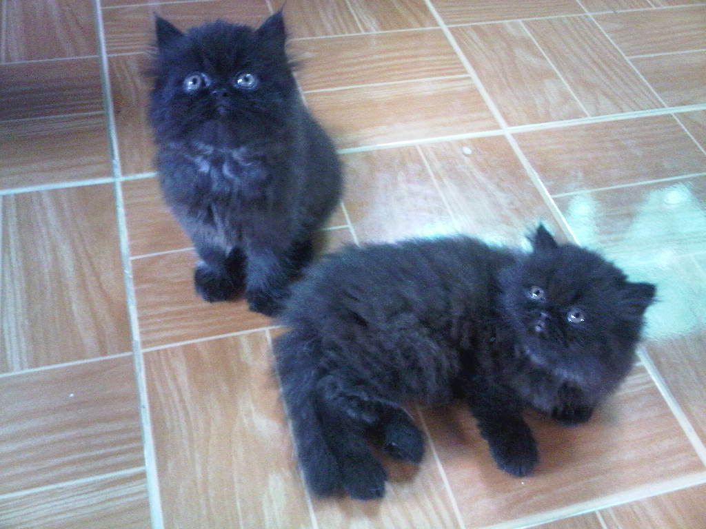 ลูกแมวเปอร์เซียสุขภาพดี สีดำเพศผู้ น่ารัก รูปที่ 1