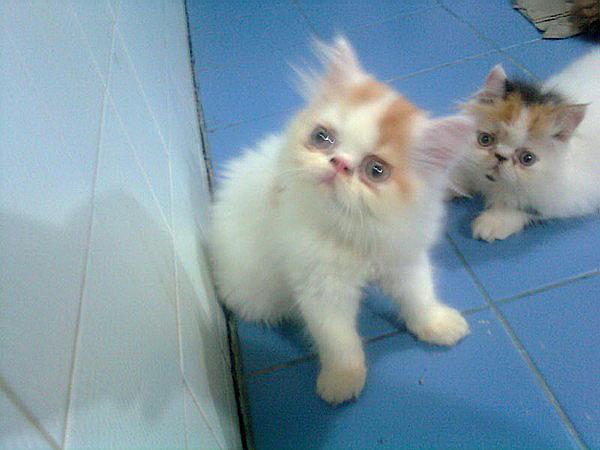 ขายลูกแมวเปอร์เซียขาวส้ม หน้าบี้ น่ารัก ขนฟูๆ รูปที่ 3