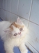 รูปย่อ ขายลูกแมวเปอร์เซียขาวส้ม หน้าบี้ น่ารัก ขนฟูๆ รูปที่2