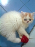 ขายลูกแมวเปอร์เซียขาวส้ม หน้าบี้ น่ารัก ขนฟูๆ