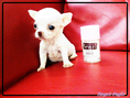 *** Chihuahua Super T-Cup's Coming ***
