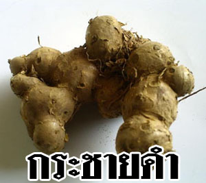 กระชายดำอบแห้ง ส่งออกเกาหลี ญี่ปุ่น 0892066080 รูปที่ 4