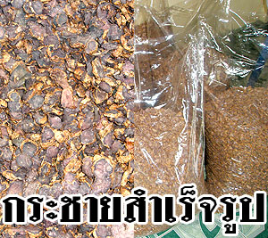 กระชายดำอบแห้ง ส่งออกเกาหลี ญี่ปุ่น 0892066080 รูปที่ 7