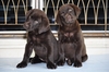 รูปย่อ ขาย » สุนัขพันธุ์ » ลาบราดอร์ รีทรีฟเวอร์ » Labrador» สีช็อคโกแลต (สีโกโก้) » สวย ๆ » เพ็ดเต็มใบ ฉลาดใจดี ขี้เล่น เป็นมิตรกับทู้กกคน.... รูปที่3