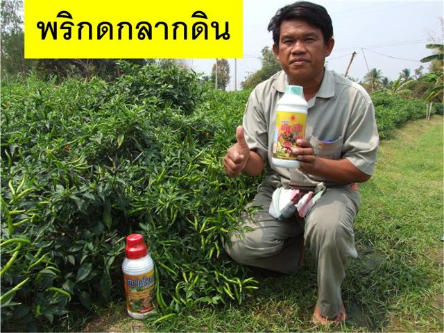 สุดยอดปุ๋ยอินทรีย์น้ำมหัศจรรย์ สูตรนาโนจากประเทศญี่ปุ่น 440 บาทใช้ได้ 10 ไร่ ปลอดสารพิษ เพิ่มผลผลิต ไร้สารตกค้าง รูปที่ 6