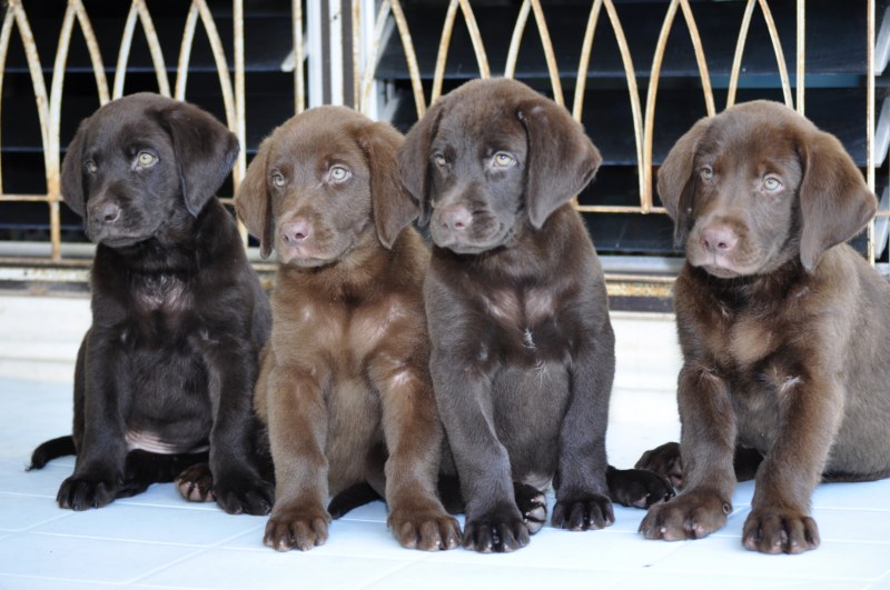 ขาย » สุนัขพันธุ์ » ลาบราดอร์ รีทรีฟเวอร์ » Labrador» สีช็อคโกแลต (สีโกโก้) » สวย ๆ » เพ็ดเต็มใบ ฉลาดใจดี ขี้เล่น เป็นมิตรกับทู้กกคน.... รูปที่ 1