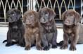 ขาย » สุนัขพันธุ์ » ลาบราดอร์ รีทรีฟเวอร์ » Labrador» สีช็อคโกแลต (สีโกโก้) » สวย ๆ » เพ็ดเต็มใบ ฉลาดใจดี ขี้เล่น เป็นมิตรกับทู้กกคน....