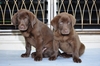 รูปย่อ ขาย » สุนัขพันธุ์ » ลาบราดอร์ รีทรีฟเวอร์ » Labrador» สีช็อคโกแลต (สีโกโก้) » สวย ๆ » เพ็ดเต็มใบ ฉลาดใจดี ขี้เล่น เป็นมิตรกับทู้กกคน.... รูปที่2