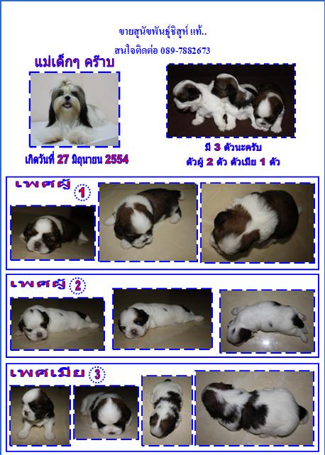 ขายสุนัขซิสุห์สวย น่ารัก มาร์คกิ้งสวย สนใจติดต่อ 089-7882673 รูปที่ 1