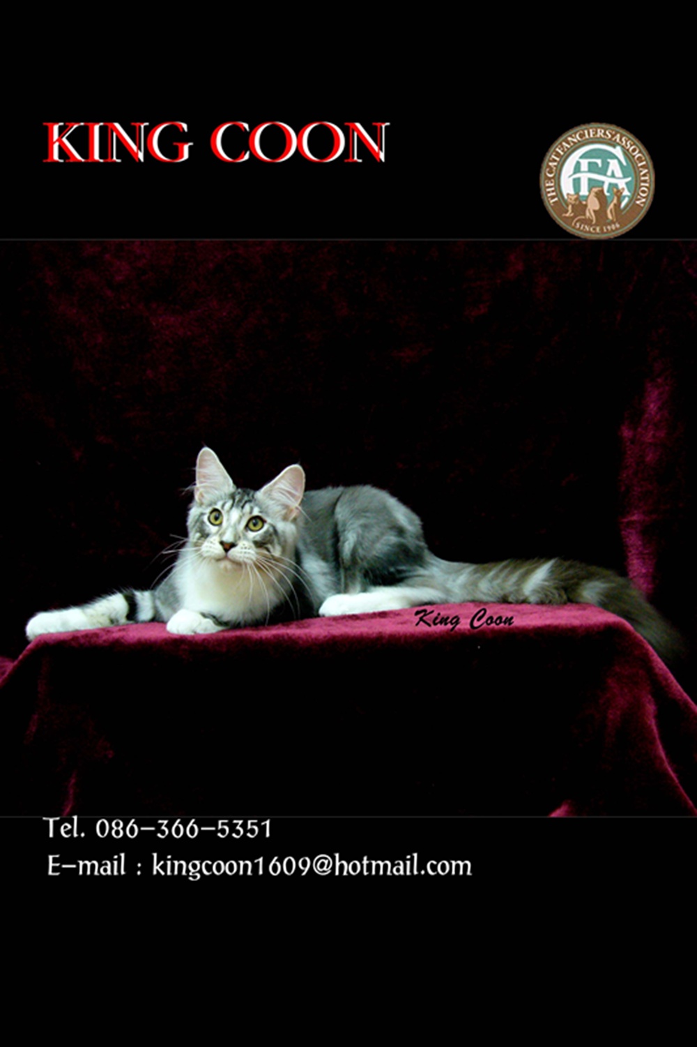 KING COON ลูกแมวเมนคูน (เกรดประกวด CFA) พร้อมเปิดขายในประเทศไทย (รูปที่ลงเป็นลูกแมวที่ประกวดล่าสุด) รูปที่ 3