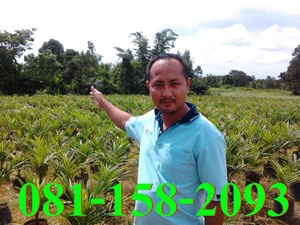 จำหน่ายพันธุ์ปาล์มน้ำมันราคาถูก รูปที่ 3