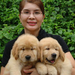 รูปย่อ HILL SIDE GOLDENS CHIANGMAI : มีลูกสุนัขโกลเด้น รีทรีฟเวอร์ เพศผู้และเพศเมีย จำหน่าย ..... รูปที่2