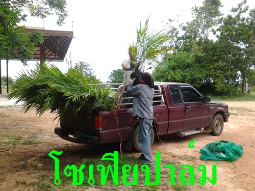 จำหน่ายพันธุ์ปาล์มน้ำมันราคาถูก รูปที่ 5
