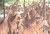 รูปย่อ Safari World Tour in Bangkok รูปที่2