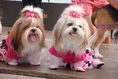 อาบน้ำตัดขน โกเด้นและสายพันธุ์อื่น  นุ่มนิ่ม Dog Beauty สาขา2  มีนบุรี 