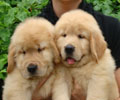 HILL SIDE GOLDENS CHIANGMAI : มีลูกสุนัขโกลเด้น รีทรีฟเวอร์ เพศผู้และเพศเมีย จำหน่าย ..... รูปที่ 1