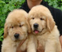 รูปย่อ HILL SIDE GOLDENS CHIANGMAI : มีลูกสุนัขโกลเด้น รีทรีฟเวอร์ เพศผู้และเพศเมีย จำหน่าย ..... รูปที่1