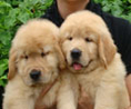 HILL SIDE GOLDENS CHIANGMAI : มีลูกสุนัขโกลเด้น รีทรีฟเวอร์ เพศผู้และเพศเมีย จำหน่าย .....