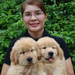 รูปย่อ HILL SIDE GOLDENS CHIANGMAI : มีลูกสุนัขโกลเด้น รีทรีฟเวอร์ เพศผู้และเพศเมีย จำหน่าย ..... รูปที่3