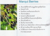 รูปย่อ Maqui Berry Juice สุดยอดผลิตภัณฑ์ต่อต้านอนุมูลอิสระที่สูงที่สุดในโลก รูปที่4