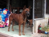 รูปย่อ ลูกสุนัขไทยหลังอาน พันธุ์แท้ สายเลือดเก่า อนุรักษ์สายพันธุ์มากว่า 15 ปี รูปที่3