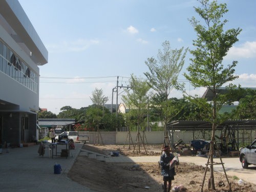 รับตัดต้นไม้ เล็ก-ใหญ่ ตัดแต่งกิ่ง รูปที่ 3