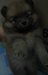 รูปย่อ ลูกสุนัขปอมเมอเรเนียน เพศเมีย อายุ 40 วัน 7000บาทส่งฟรี รูปที่5