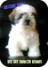 รูปย่อ DEE DEE SHIHTZU KENNEL ลูกสุนัขชิสุห์ วัคซีนครบ พร้อมให้จับจองคะ รูปที่2