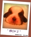 รูปย่อ DEE DEE SHIHTZU KENNEL ลูกสุนัขชิสุห์ วัคซีนครบ พร้อมให้จับจองคะ รูปที่5