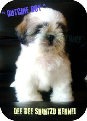 DEE DEE SHIHTZU KENNEL ลูกสุนัขชิสุห์ วัคซีนครบ พร้อมให้จับจองคะ รูปที่ 1