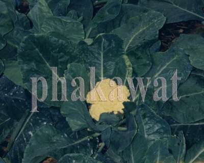 กำจัดหนอนดื้อยา(หนอนใยผัก,หนอนกระทู้ฯ,หนอนเจาะผล,ฯลฯ)แมลงดำหนาม,ด้วงแรดฯ ด้วยชีวภัณฑ์ปลอดสารพิษ บาร์ท๊อป รูปที่ 7