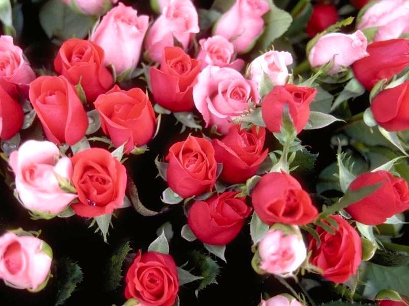เพิ่มขนาดดอกเพิ่มสีสรรในไม้ดอก,เพิ่มน้ำหนักเพิ่มความสมบูรณ์ในไม้ผล ด้วยอาหารเสริมรวมสูตรพิเศษ คีเลท รูปที่ 4