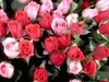 รูปย่อ เพิ่มขนาดดอกเพิ่มสีสรรในไม้ดอก,เพิ่มน้ำหนักเพิ่มความสมบูรณ์ในไม้ผล ด้วยอาหารเสริมรวมสูตรพิเศษ คีเลท รูปที่4