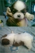 รูปย่อ ชิสุห์น้อย พร้อมย้ายบ้านแล้วค่ะ!!!! รูปที่3
